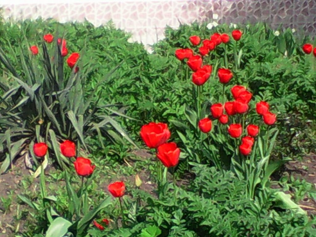 Весна: цветение тюльпанов